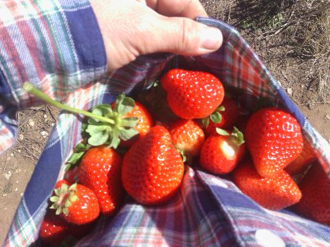 engel strawberries