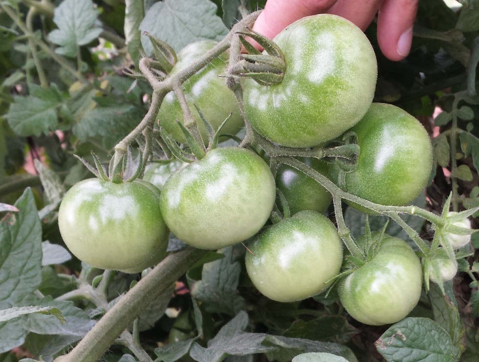 engle high tunnel tomatoes