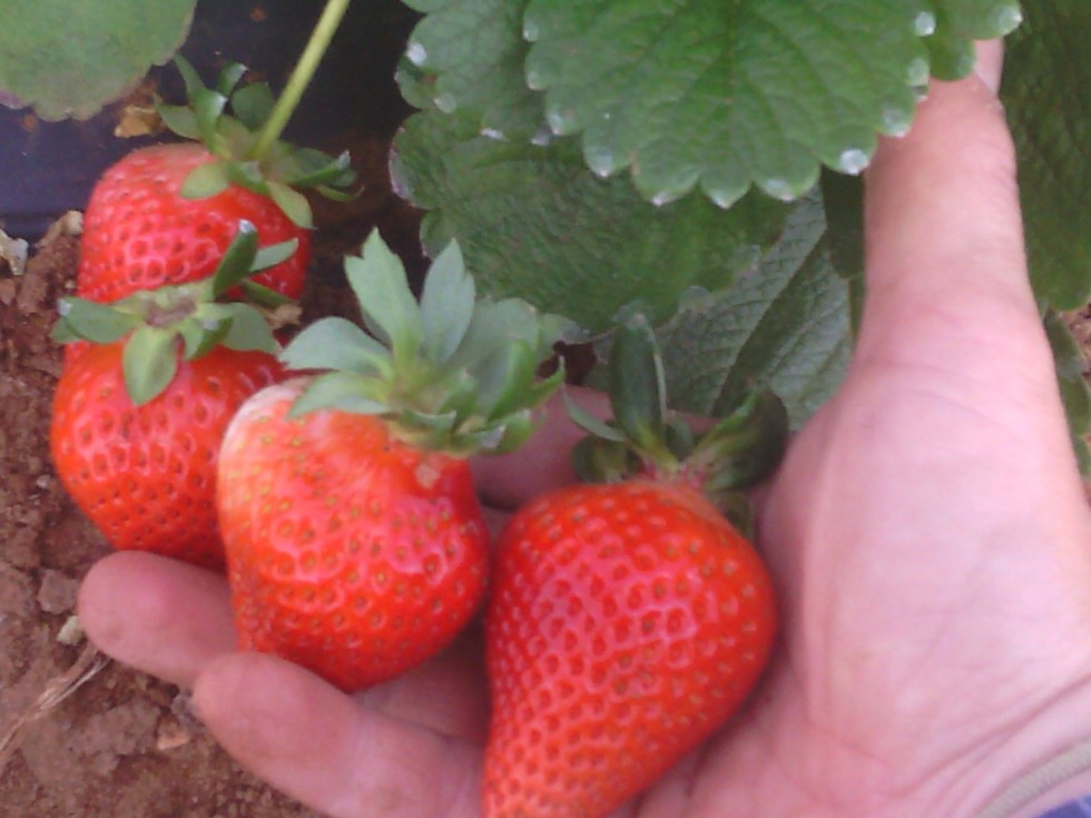 engel farms strwberries from high tunnels