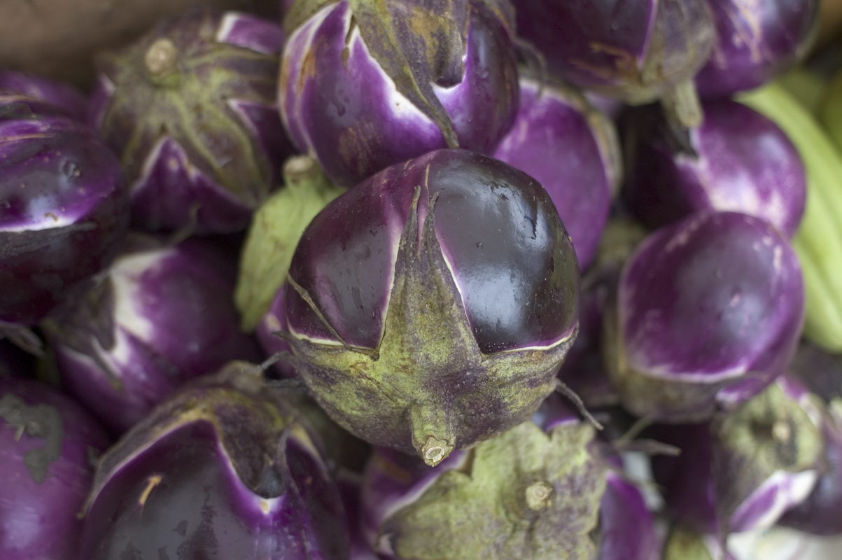 tecolote purple eggplant